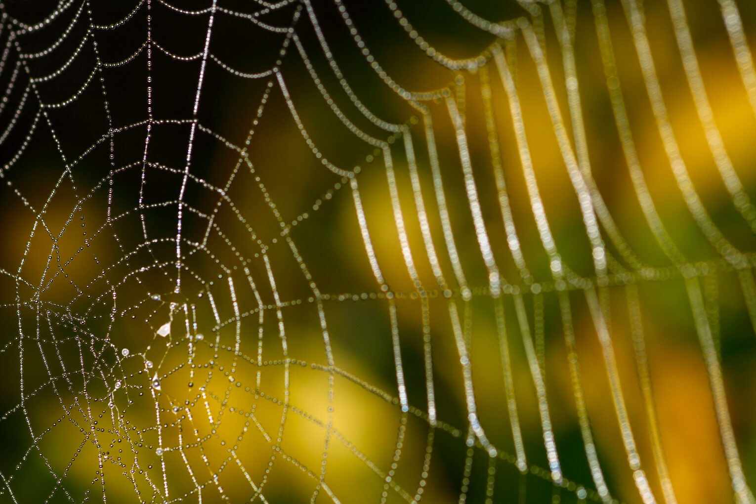Close up of a spiders web Is anxiety normal?